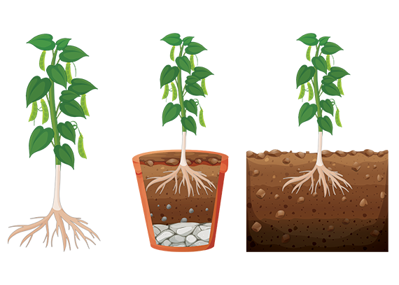 اجزای گیاه با طراحی گرافیکی جذاب