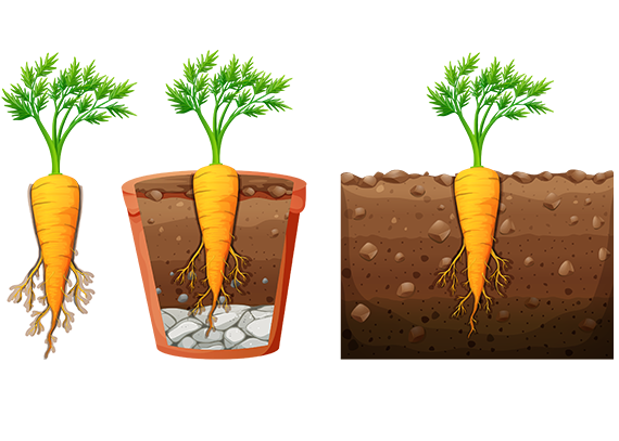 طرح‌ آماده برای ساخت کاردستی اجزای گیاه