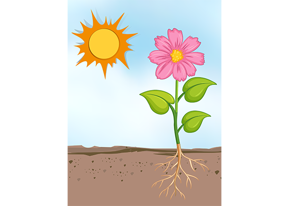 نمای شماتیک اجزای گیاه با سبک کودکانه