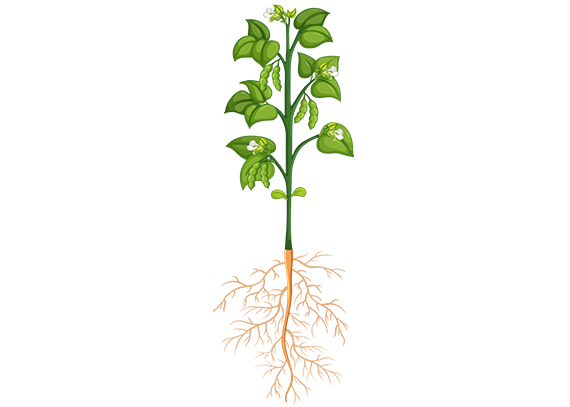 طرح رنگی و چاپی اجزای گیاه ویژه کلاس‌های علوم