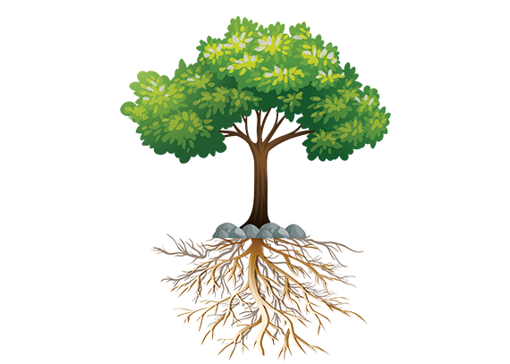 عکس اجزای گیاه مناسب کلاس دوم