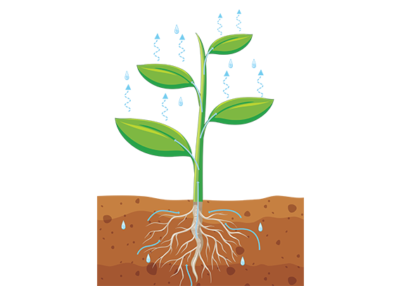 پوستر گرافیکی بزرگ اجزای گیاه برای کلاس درس