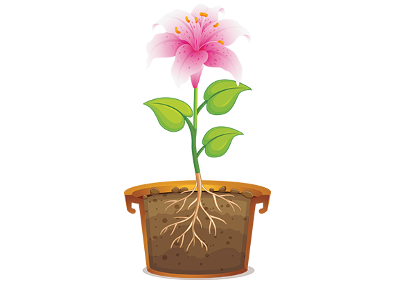 اجزای گیاه با طراحی ساده و کودک‌پسند