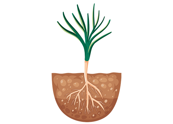 آموزش اجزای گیاه برای کودکان دبستانی