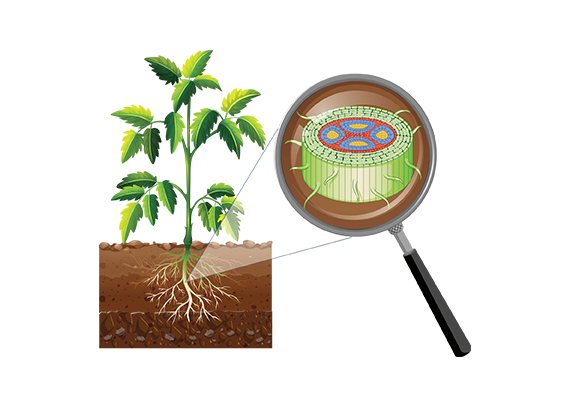 طرح اجزای گیاه برای آموزش به کودکان