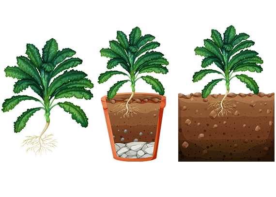 طرح اجزای گیاه برای یادگیری تصویری