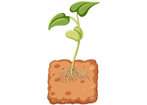 طرح آموزشی اجزای گیاه برای پایه دوم و سوم